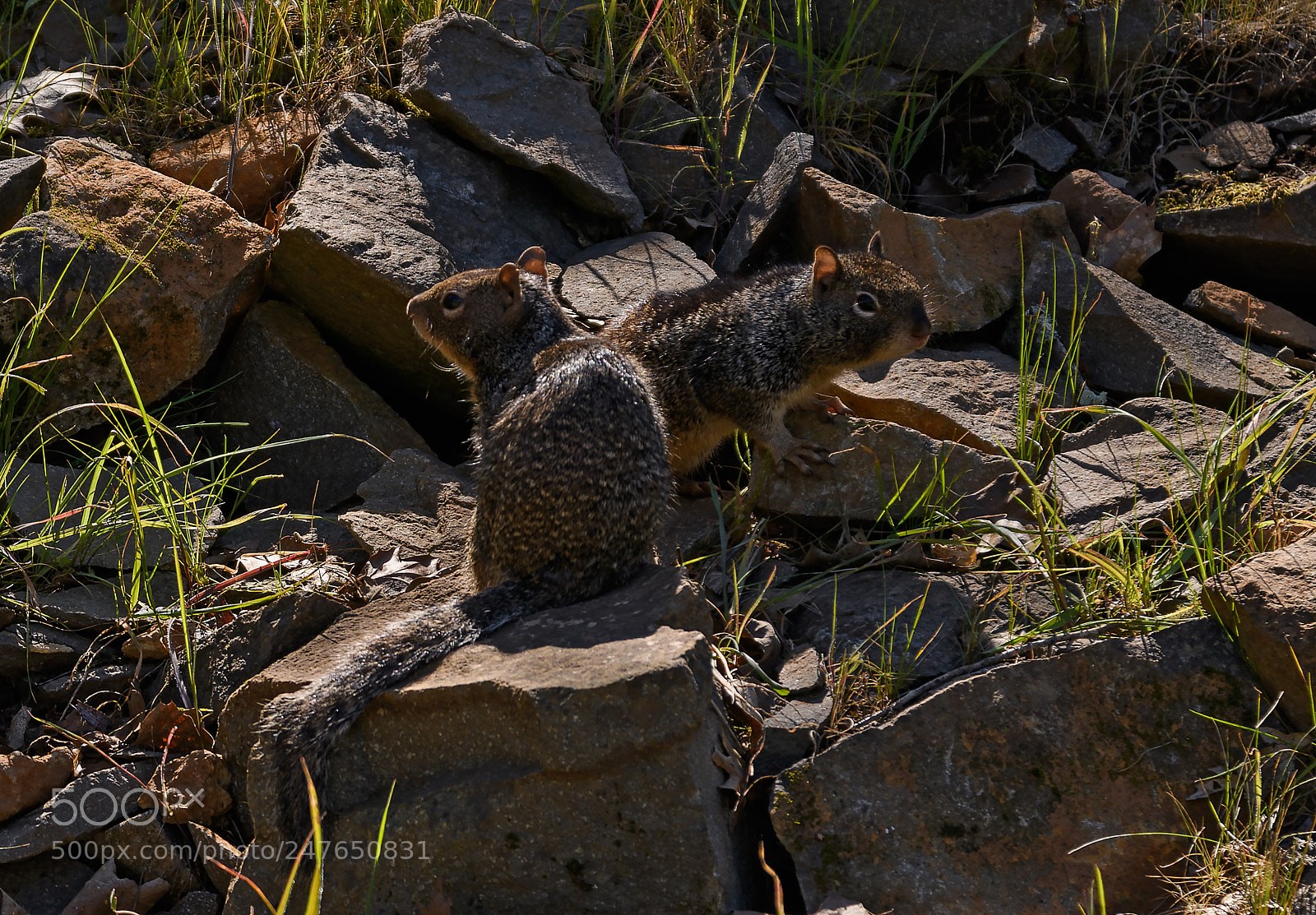 Nikon D850 sample photo. Little buddies on the photography