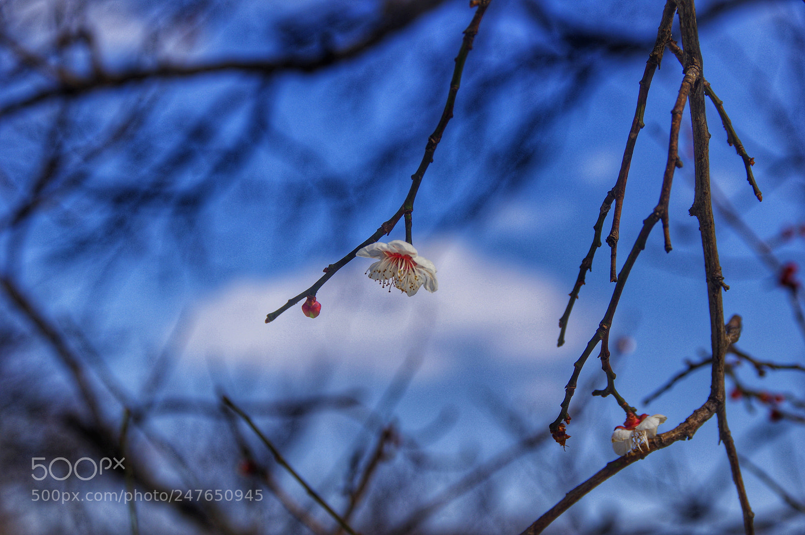 Pentax K-3 II sample photo. Untitled photography