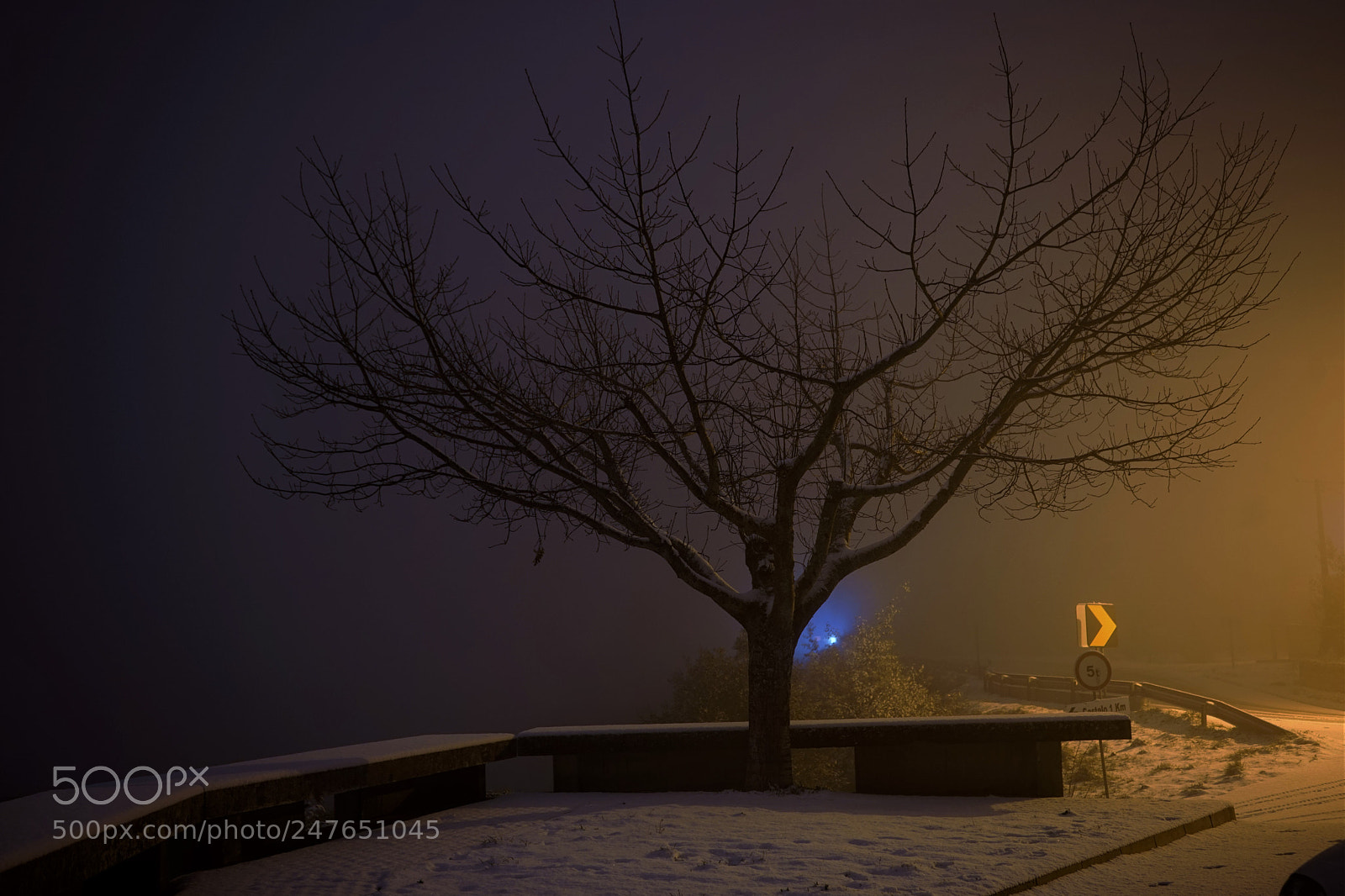 Sony a7 sample photo. Winter tree photography