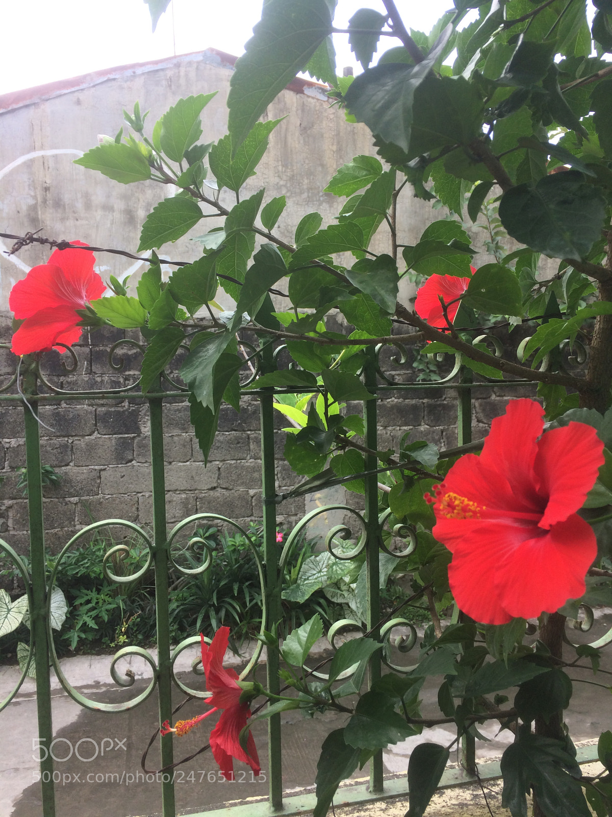Apple iPhone 5s sample photo. My gummamela flowers! photography