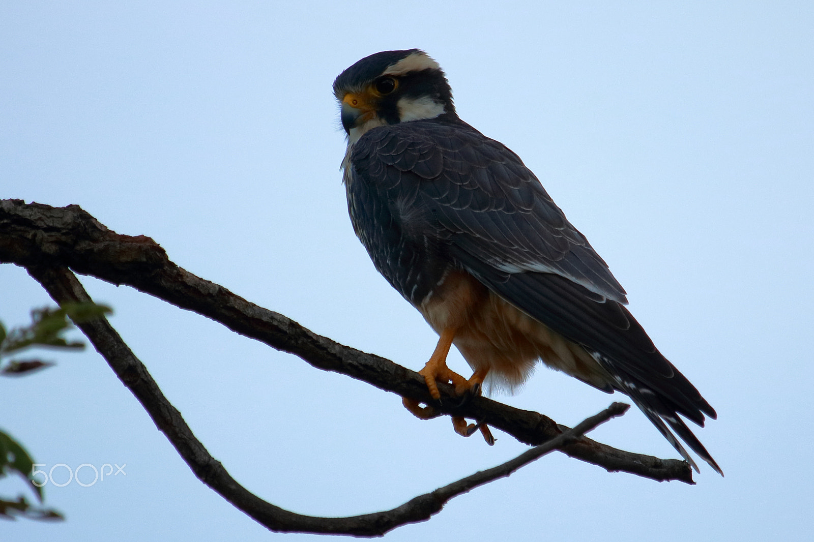 Canon EF-S 55-250mm F4-5.6 IS STM sample photo. Aplomado falcon, first enconter photography