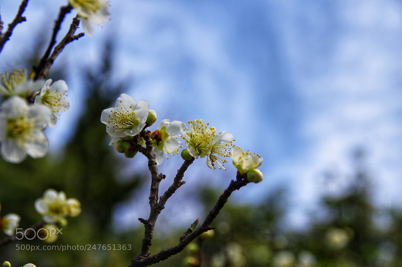 Pentax K-3 II sample photo. Untitled photography