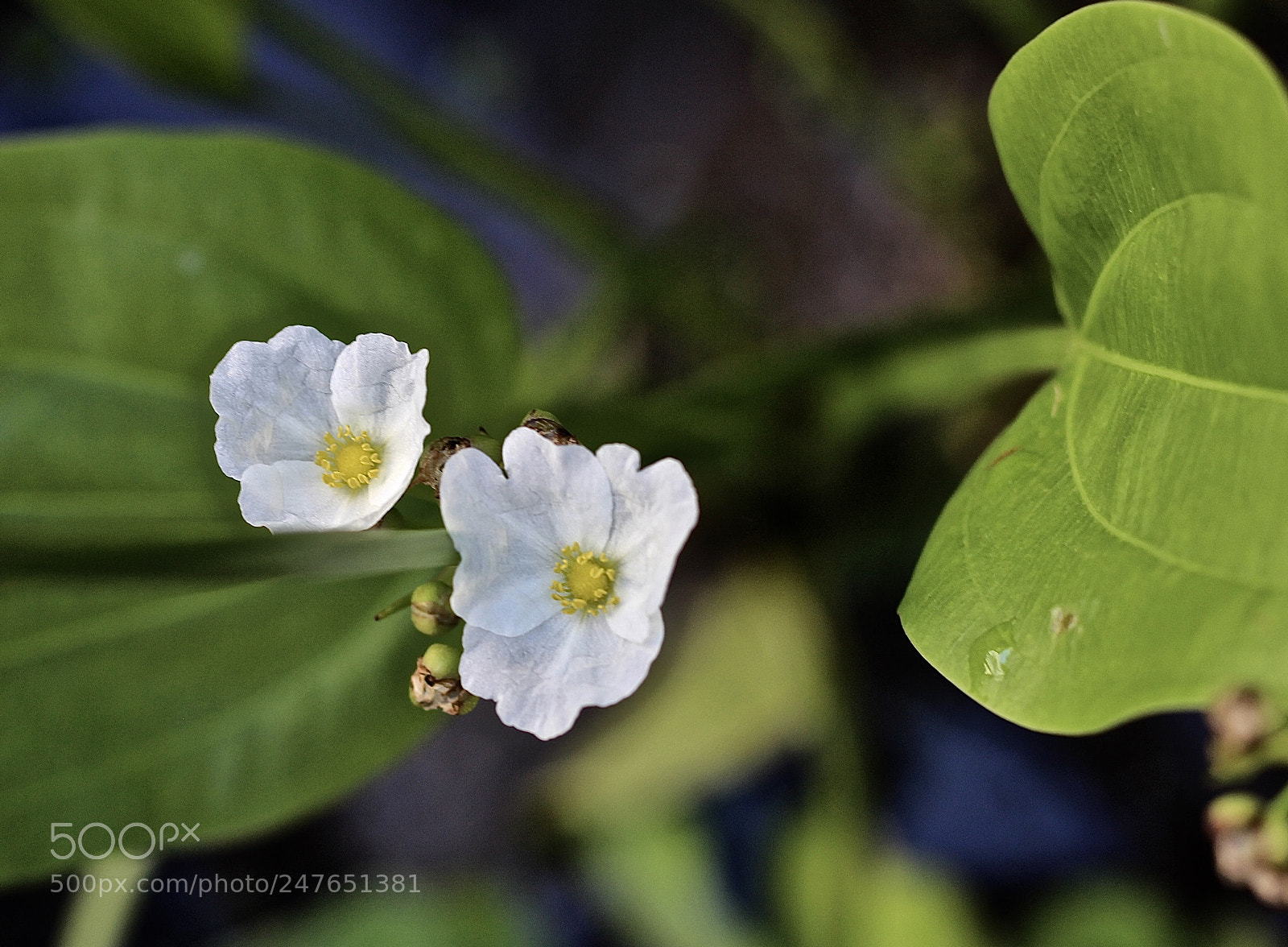Canon EOS 700D (EOS Rebel T5i / EOS Kiss X7i) sample photo. Delicate petals photography