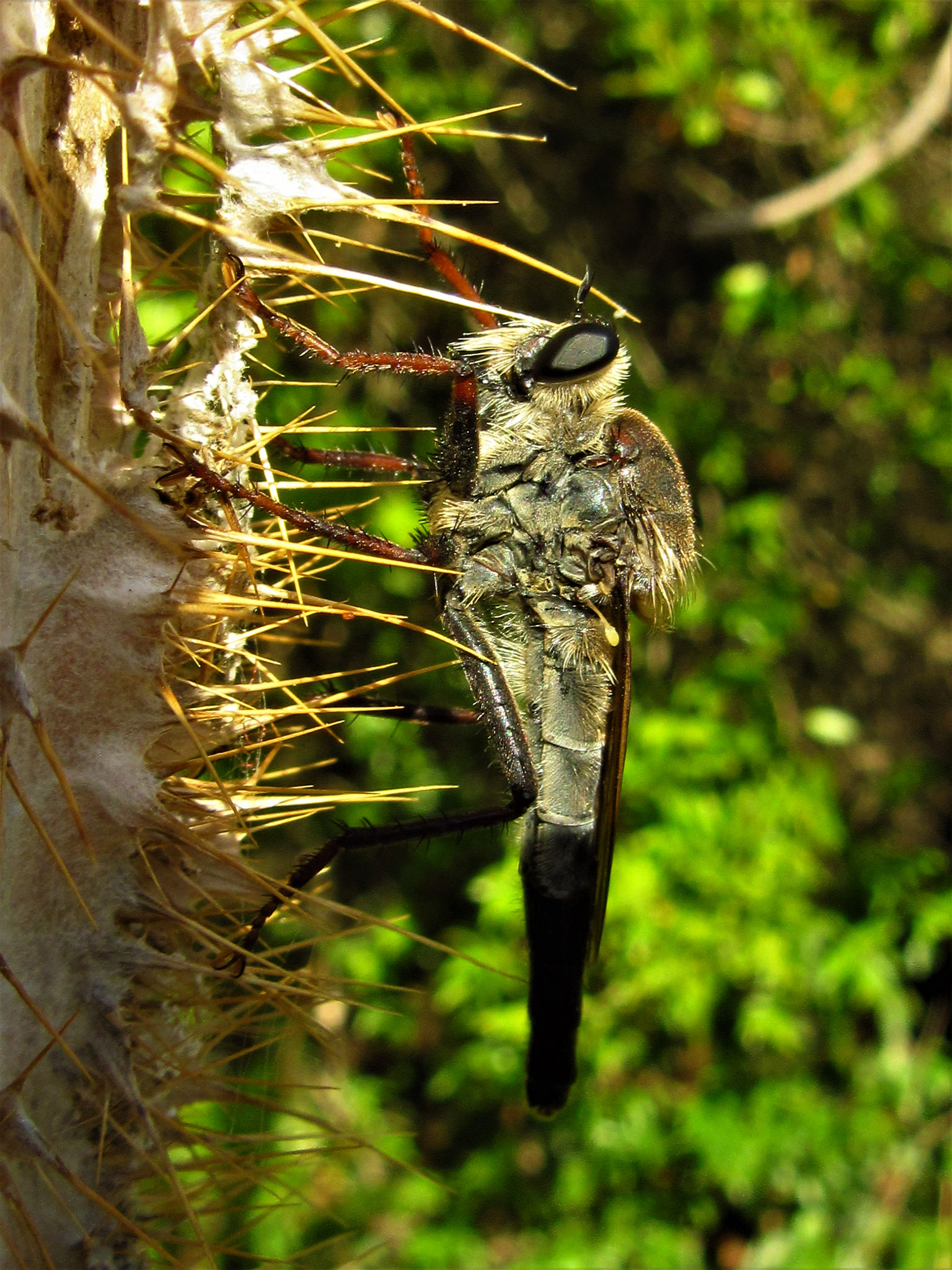 Canon PowerShot SX600 HS sample photo. Art asilidae() photography