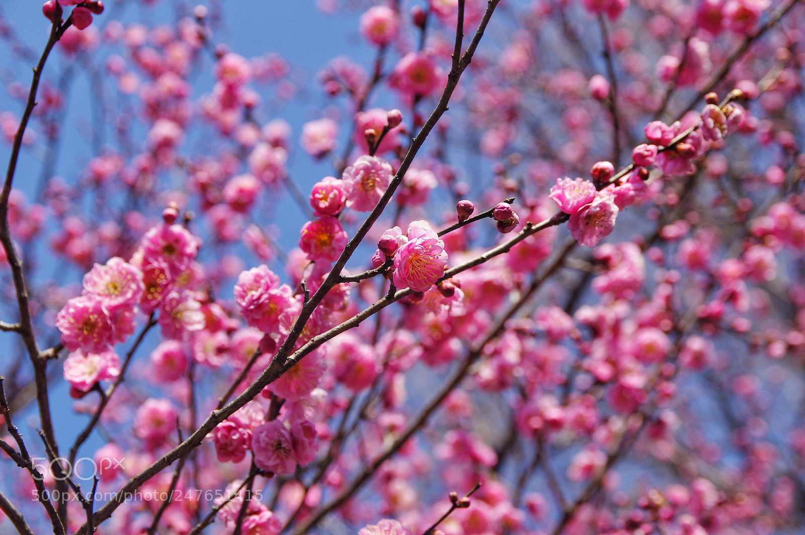 Pentax K-3 II sample photo. Untitled photography