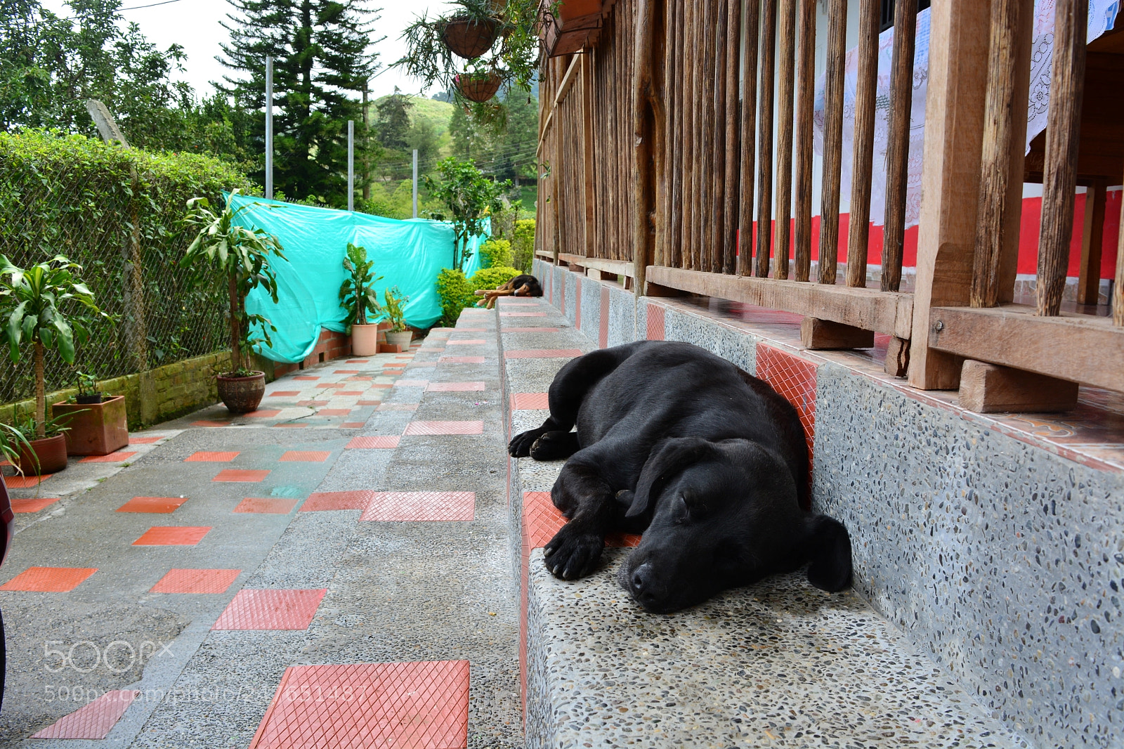 Nikon D5200 sample photo. Perro photography