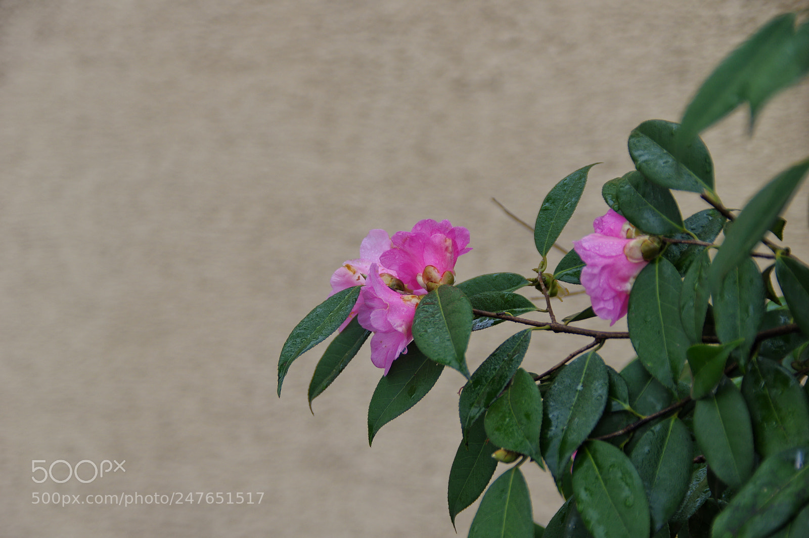 Pentax K-3 II sample photo. Untitled photography