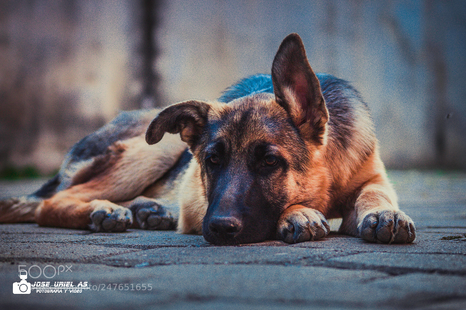 Canon EOS 700D (EOS Rebel T5i / EOS Kiss X7i) sample photo. Mascotas photography