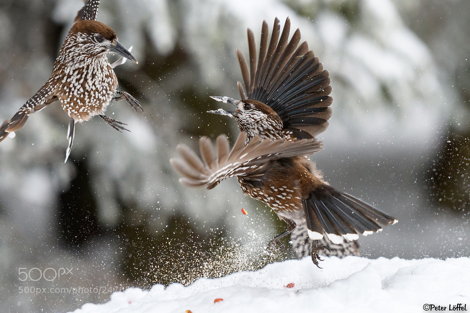 Nikon D850 sample photo. Tannenhäher photography