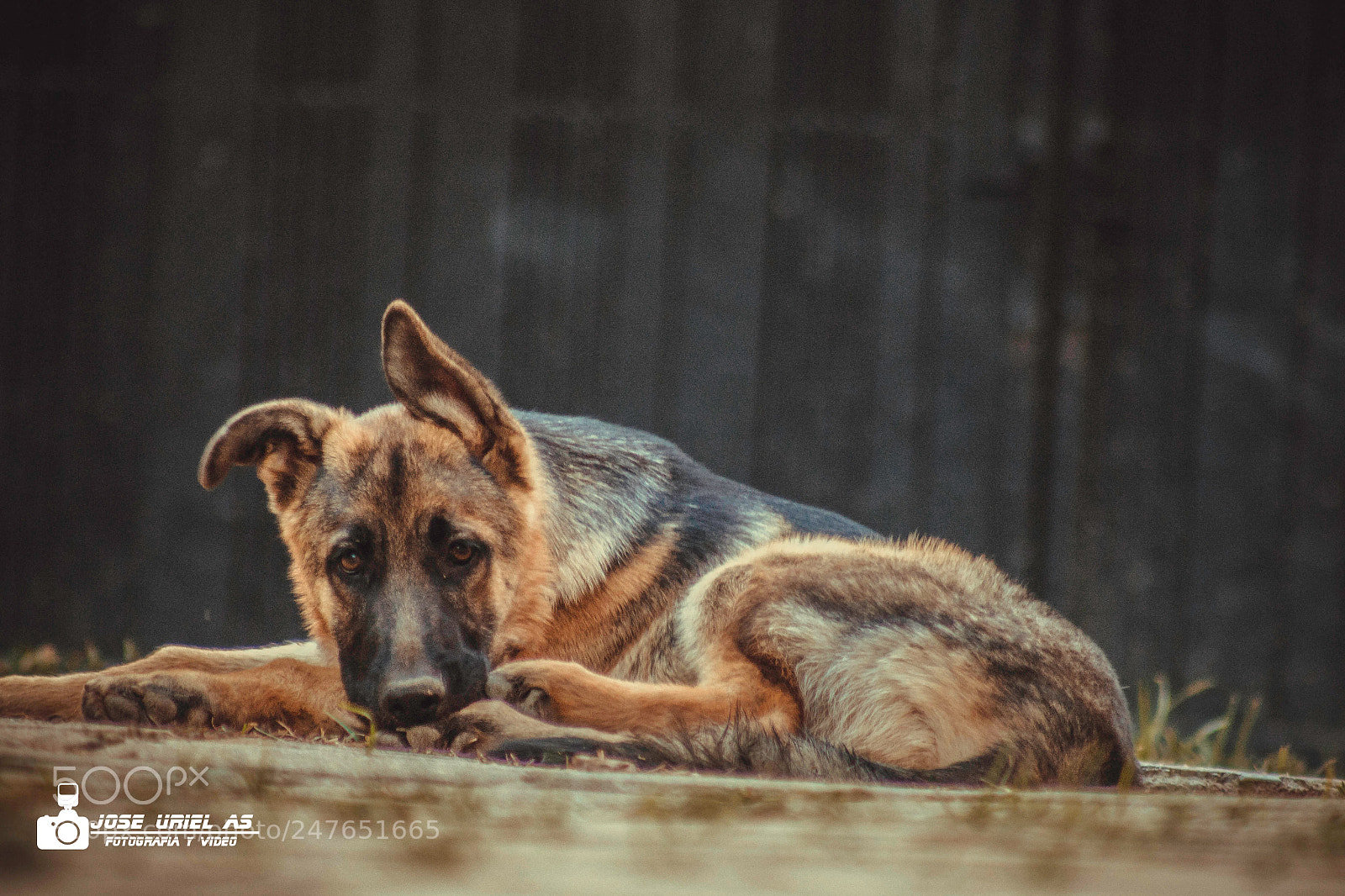 Canon EOS 700D (EOS Rebel T5i / EOS Kiss X7i) sample photo. Mascotas photography
