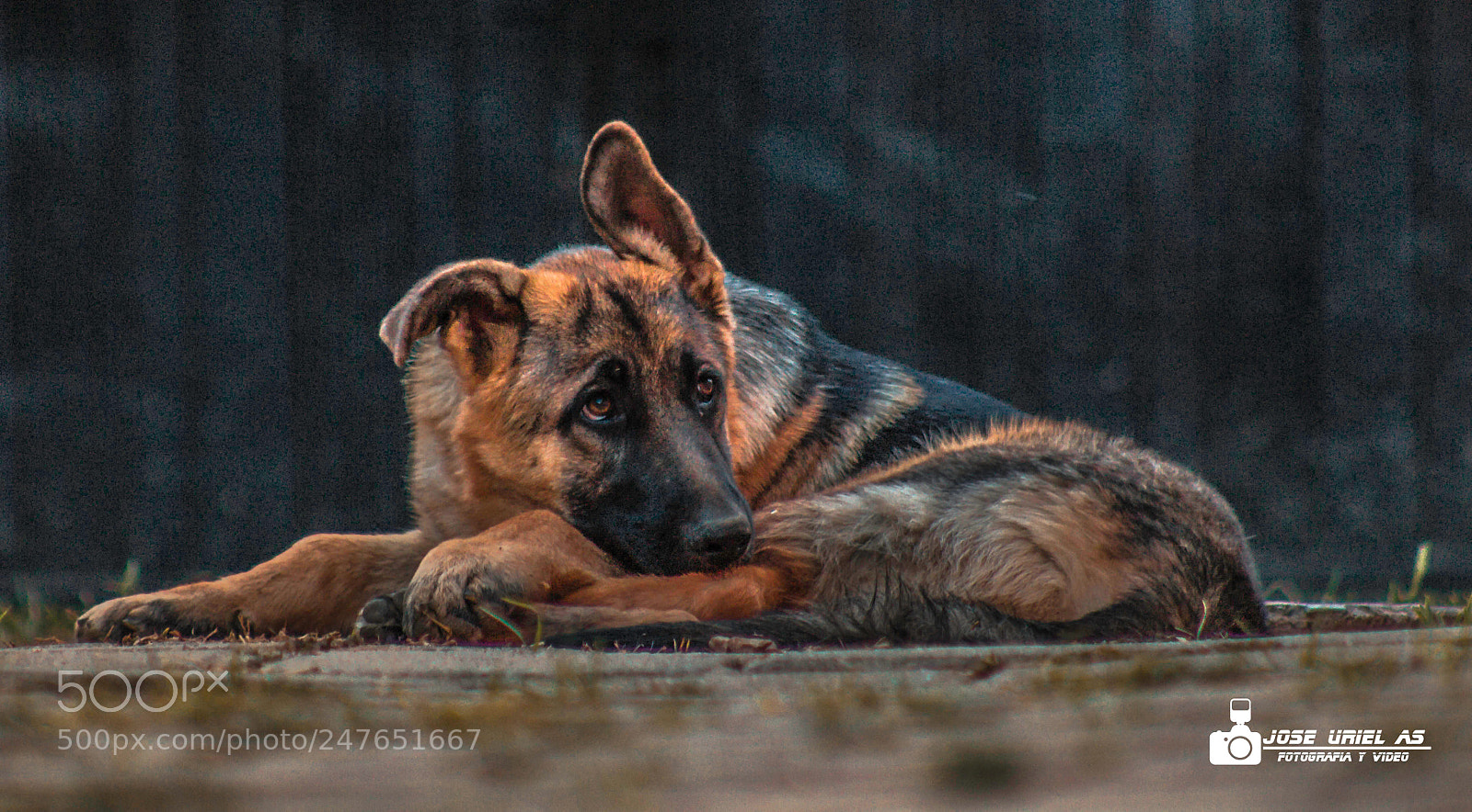 Canon EOS 700D (EOS Rebel T5i / EOS Kiss X7i) sample photo. Mascotas photography