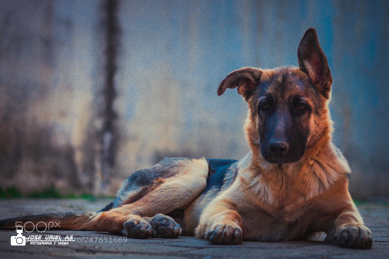 Canon EOS 700D (EOS Rebel T5i / EOS Kiss X7i) sample photo. Mascotas photography