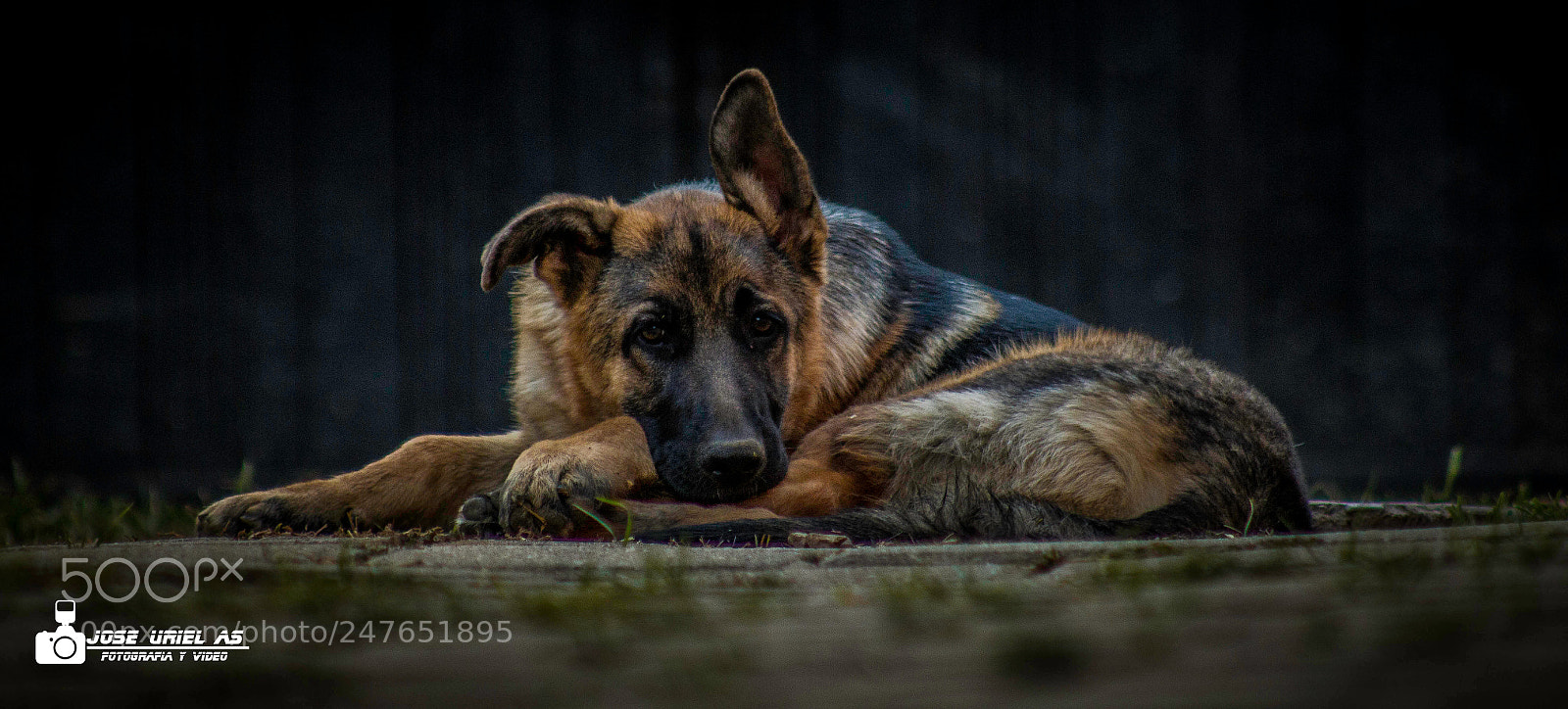 Canon EOS 700D (EOS Rebel T5i / EOS Kiss X7i) sample photo. Mascotas photography
