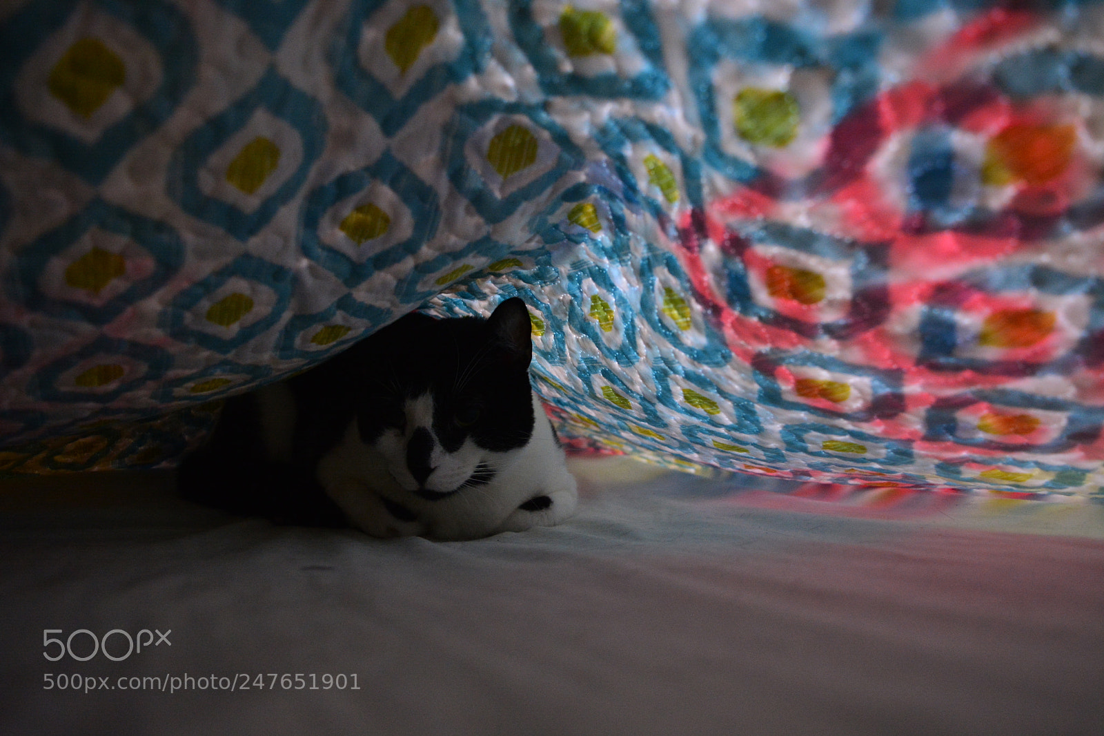 Nikon D5200 sample photo. Gato y tendido photography
