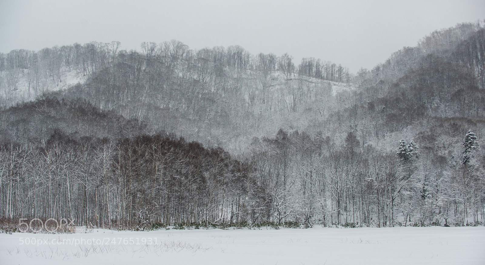 Nikon D800E sample photo. Trees in winter photography