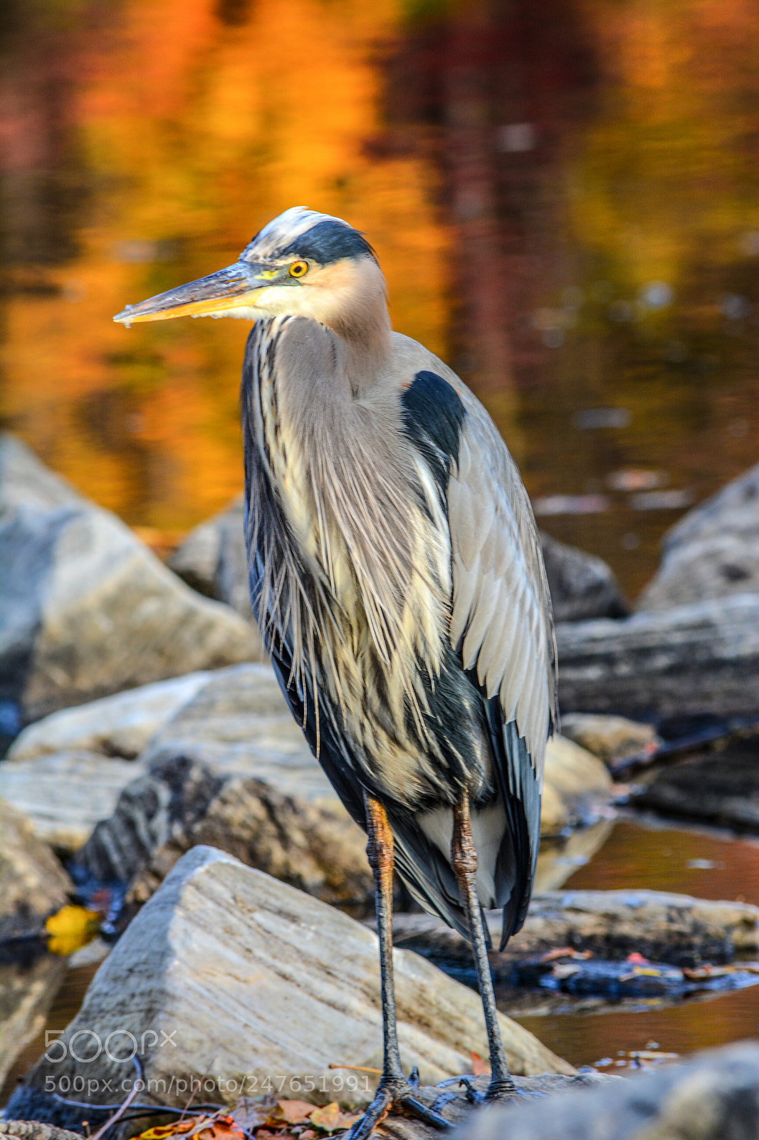 Nikon D5200 sample photo. Blue heron photography