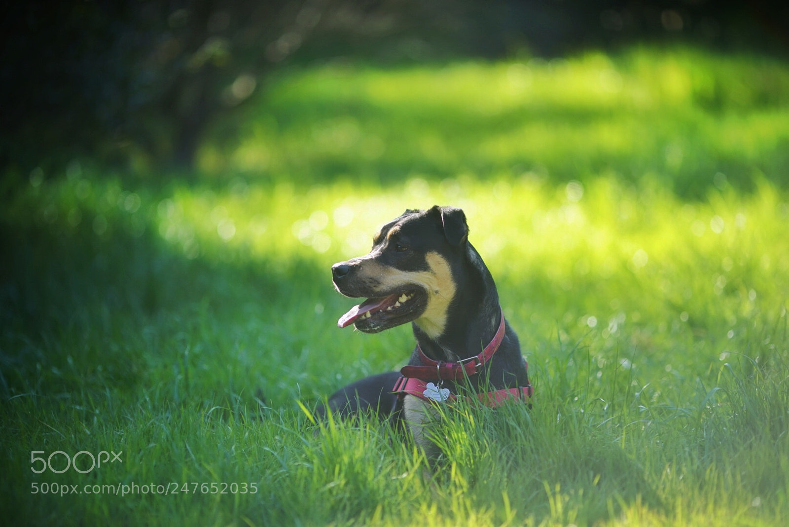 Sony a9 sample photo. Lost in a field photography