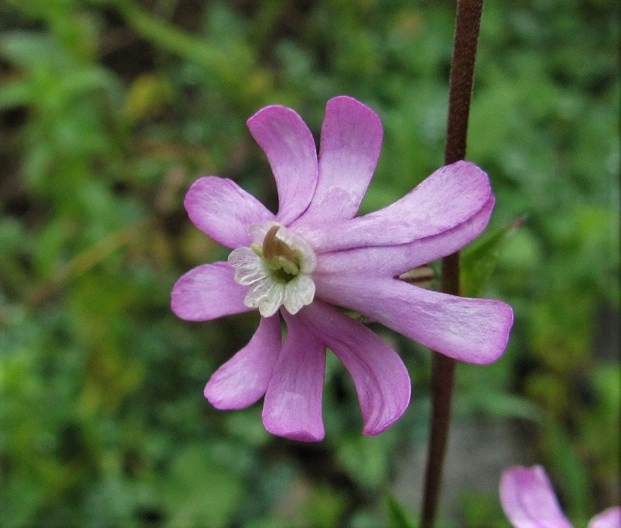 Canon PowerShot SX600 HS sample photo. Silene colorata photography