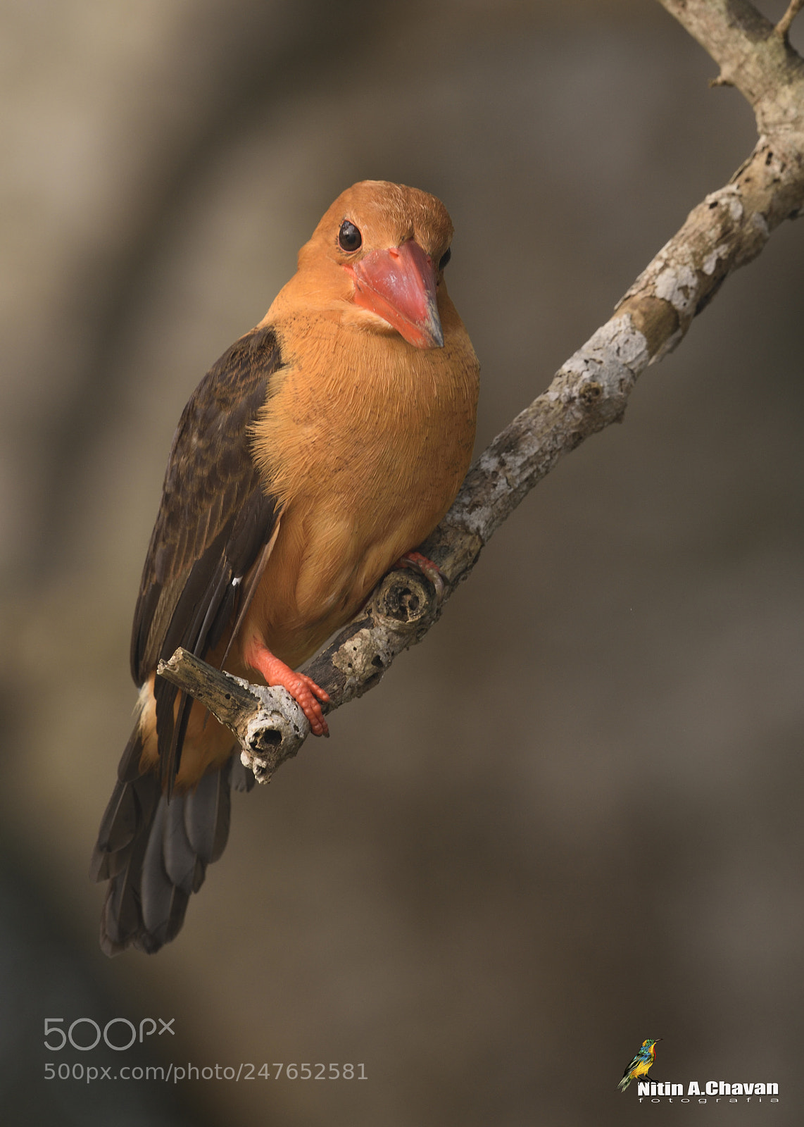 Nikon D810 sample photo. Brown winged kingfisher photography