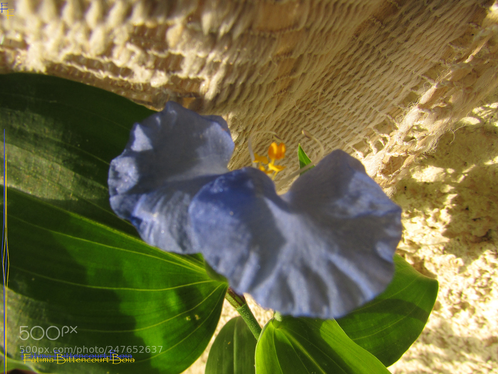 Canon PowerShot SX500 IS sample photo. 032.jpg photography