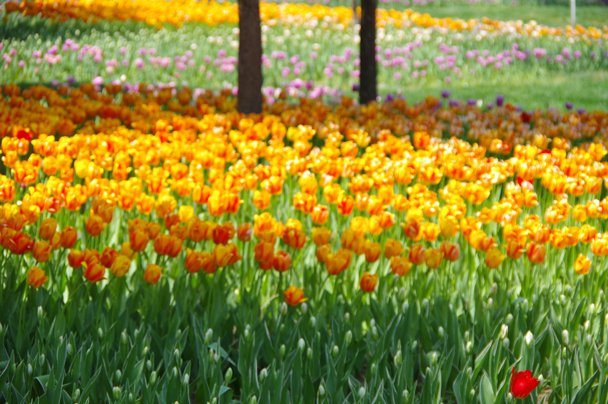 Pentax K-3 sample photo
