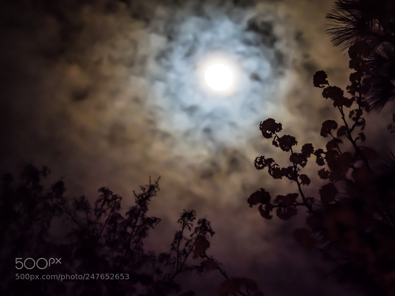 Olympus OM-D E-M1 Mark II sample photo. Moon treetops photography