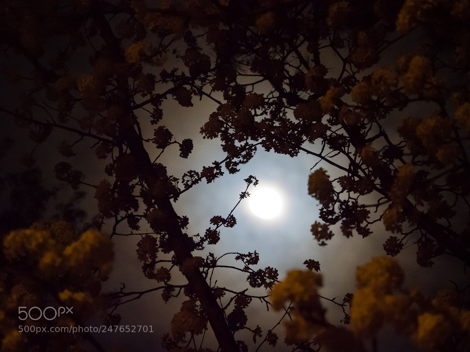 Olympus OM-D E-M1 Mark II sample photo. Moon flowers photography