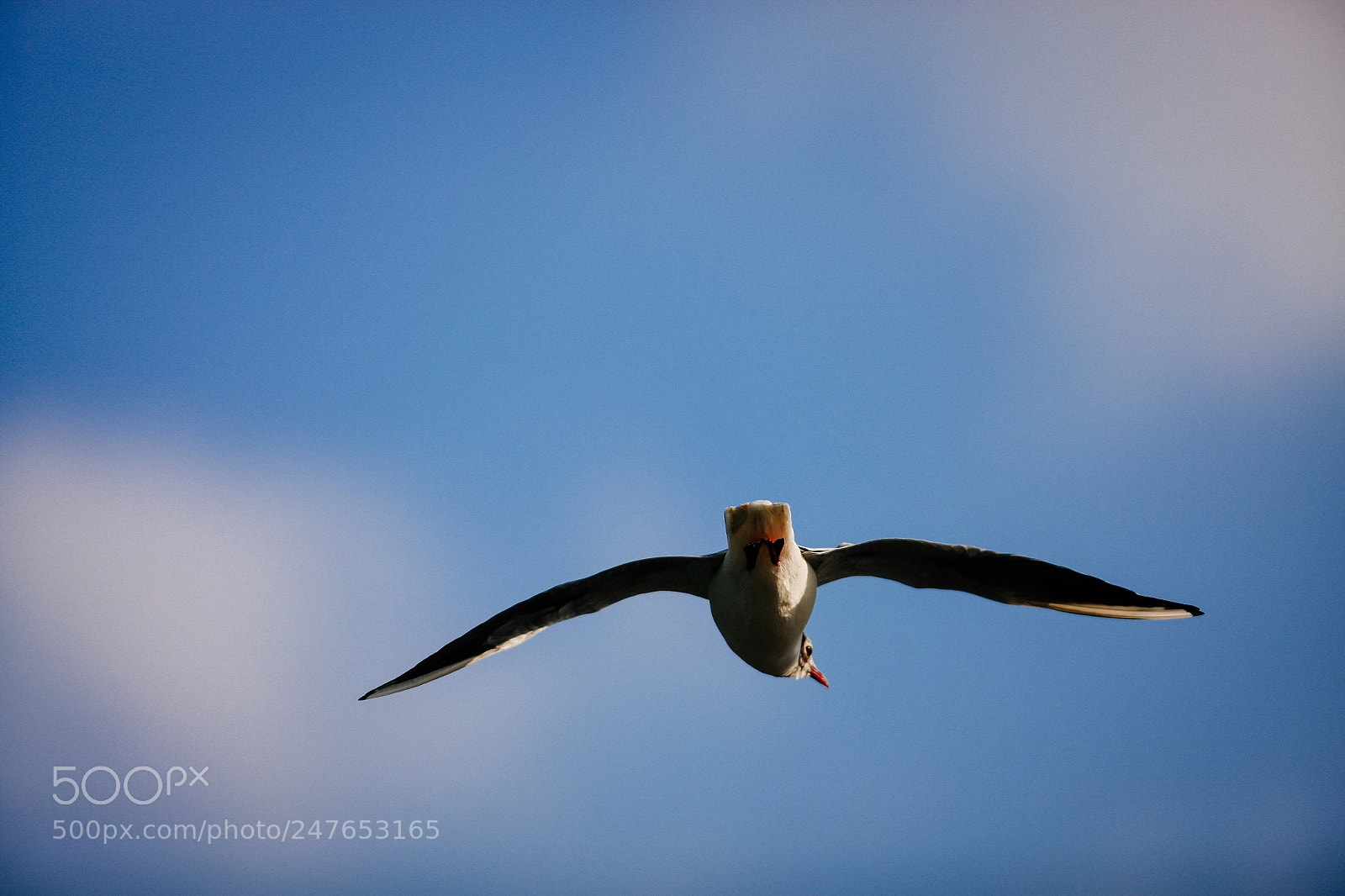 Canon EOS-1Ds Mark III sample photo. See u photography