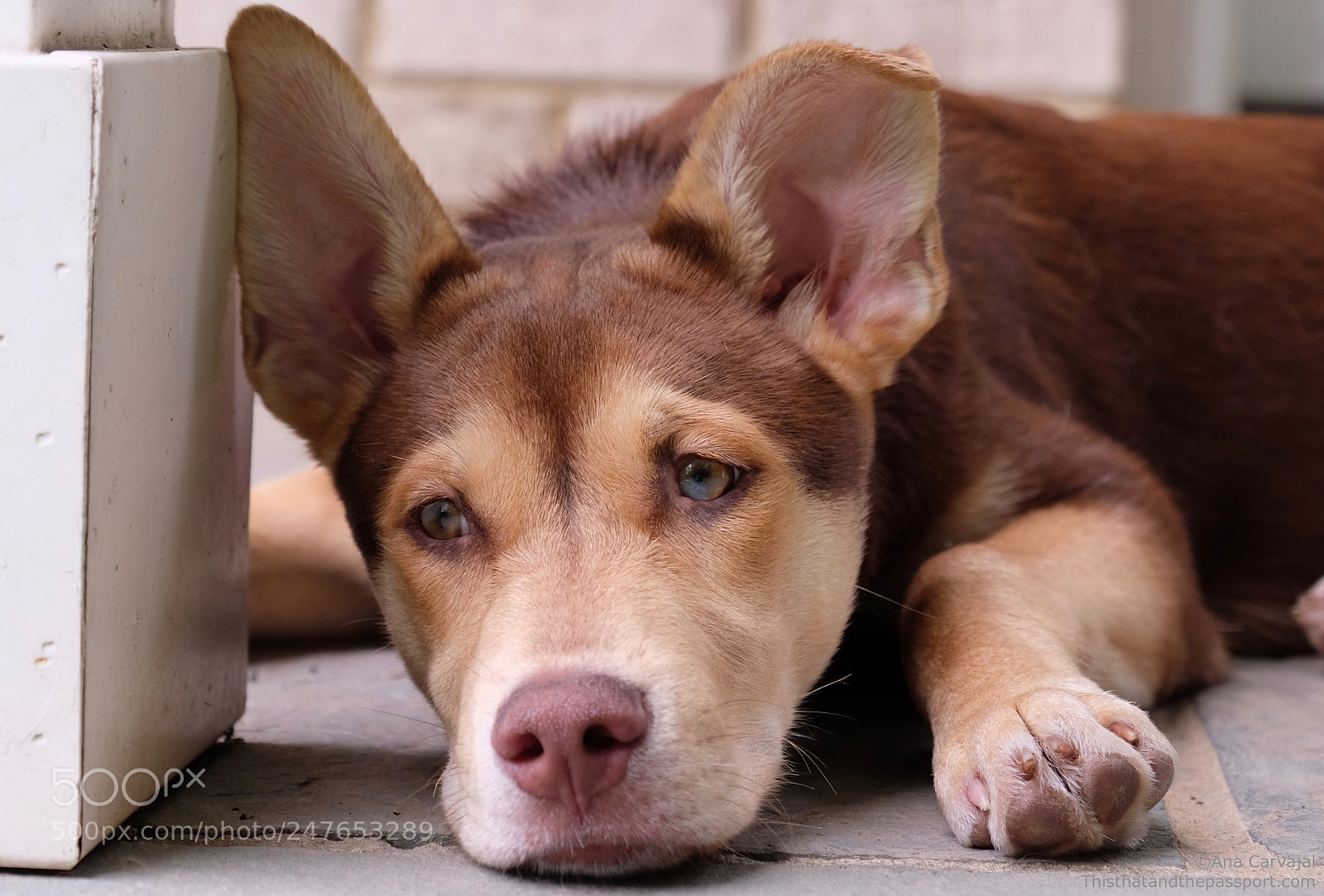 Fujifilm X-T1 sample photo. Sad puppy photography