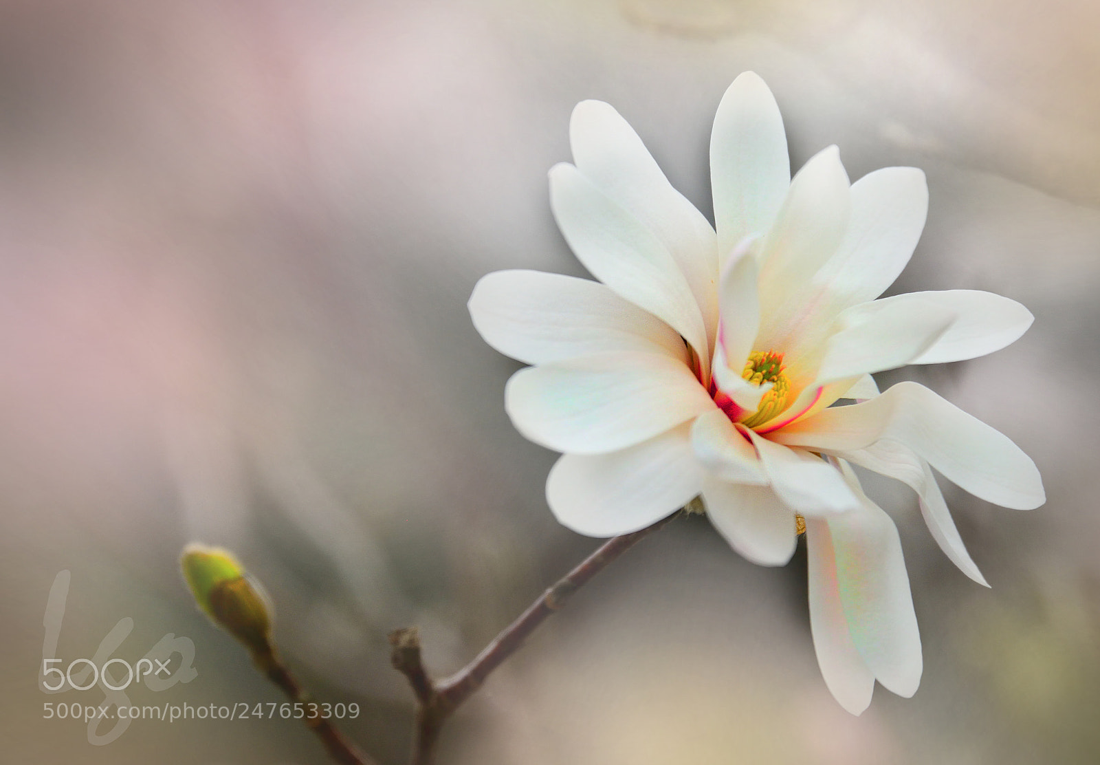 Nikon D600 sample photo. Royal star magnolia photography