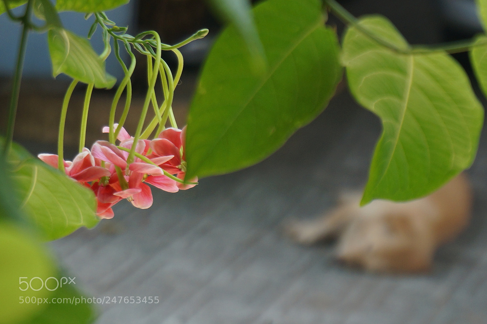 Sony Alpha NEX-5R sample photo. Behind the flower photography