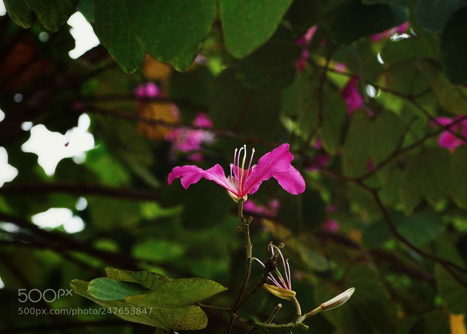 Nikon D7100 sample photo. Untitled photography