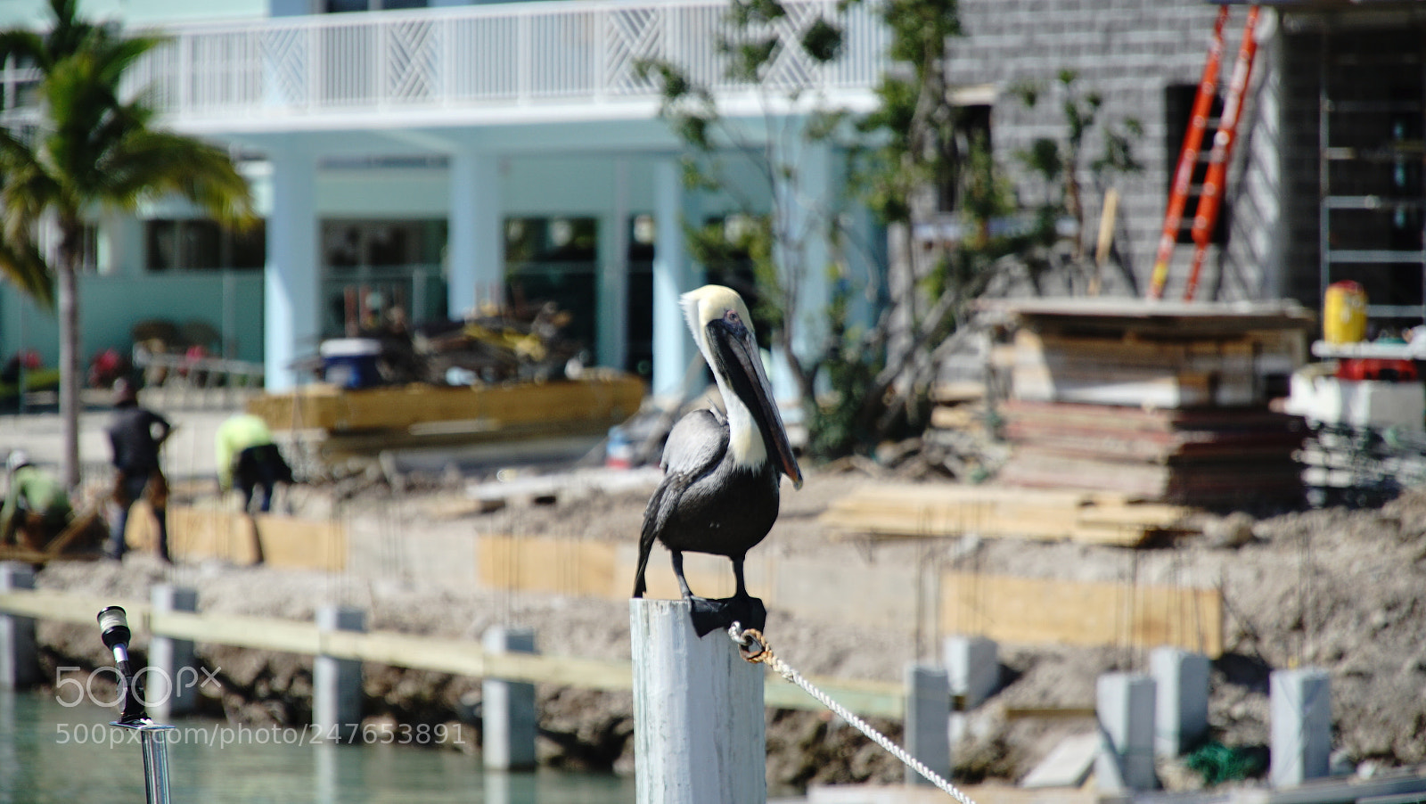 Sony a7R II sample photo. Maestro photography