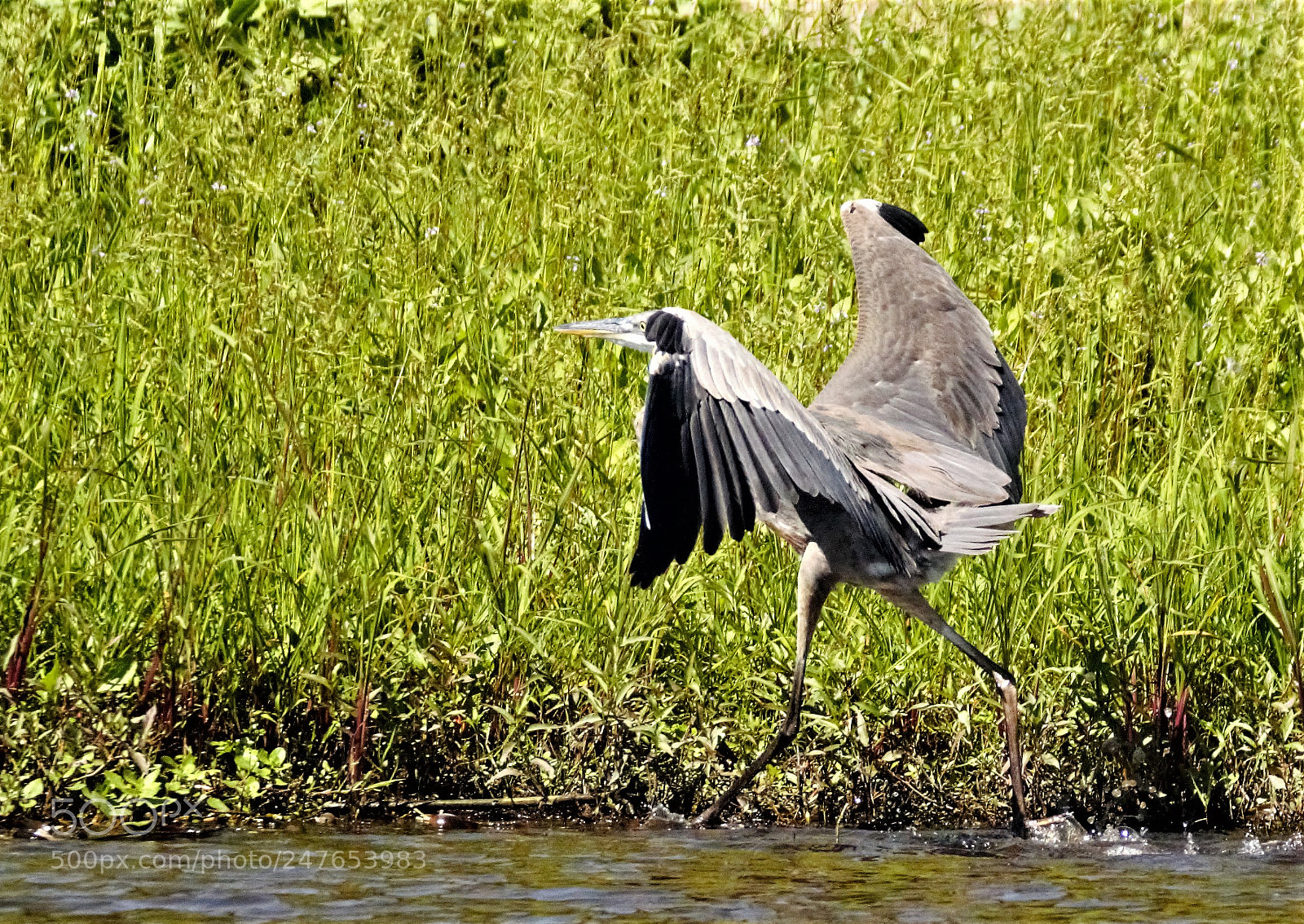 Canon EOS 60D sample photo. Walking on water photography