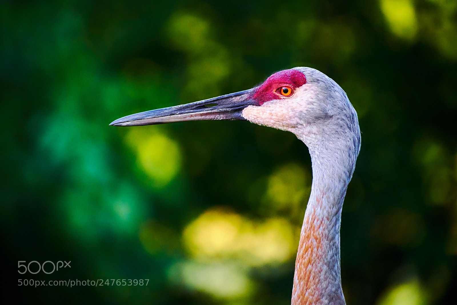 Sony a7 II sample photo. * colorful sandhill crane * photography