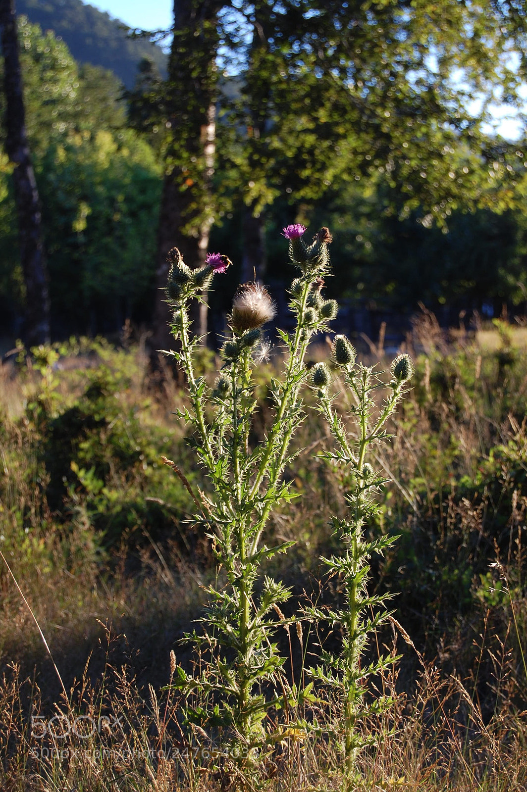 Nikon D40 sample photo. Southern herbs photography