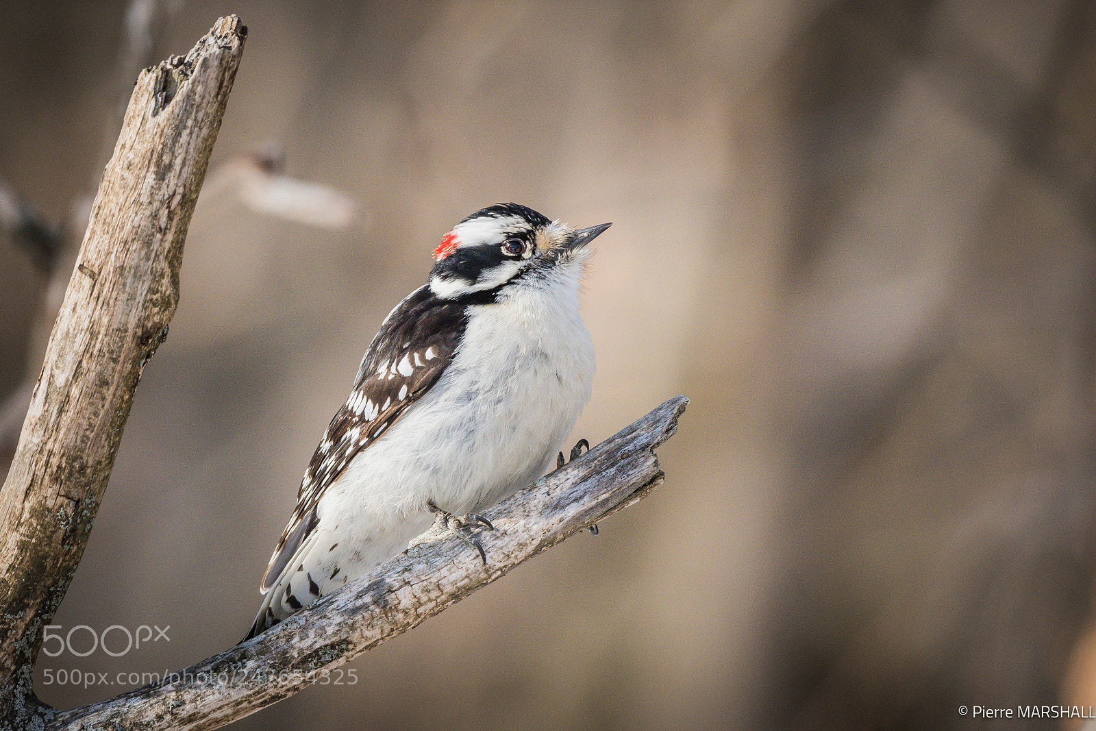 Nikon D500 sample photo. Downy woodpecker (male) photography