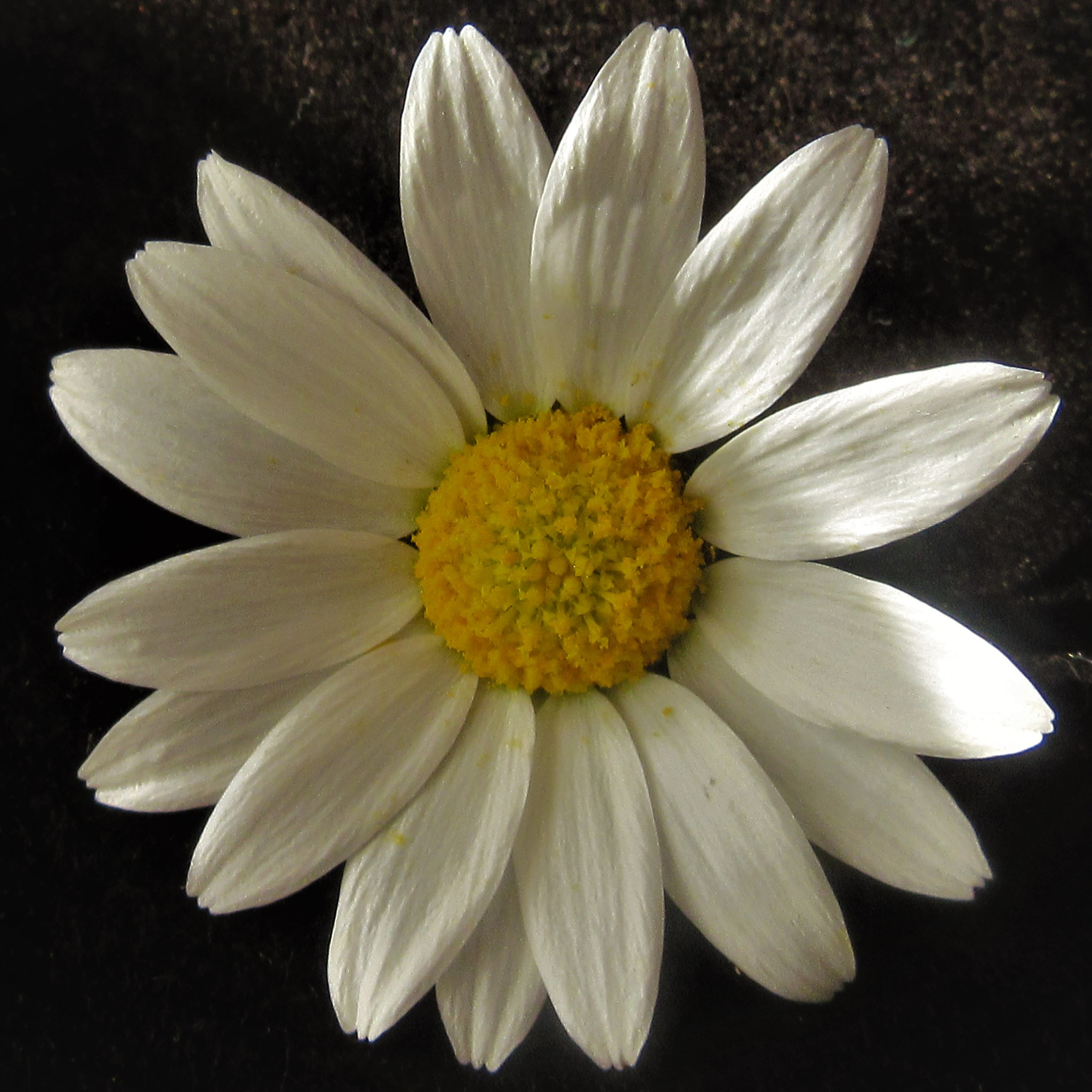 Canon PowerShot SX600 HS sample photo. () photography