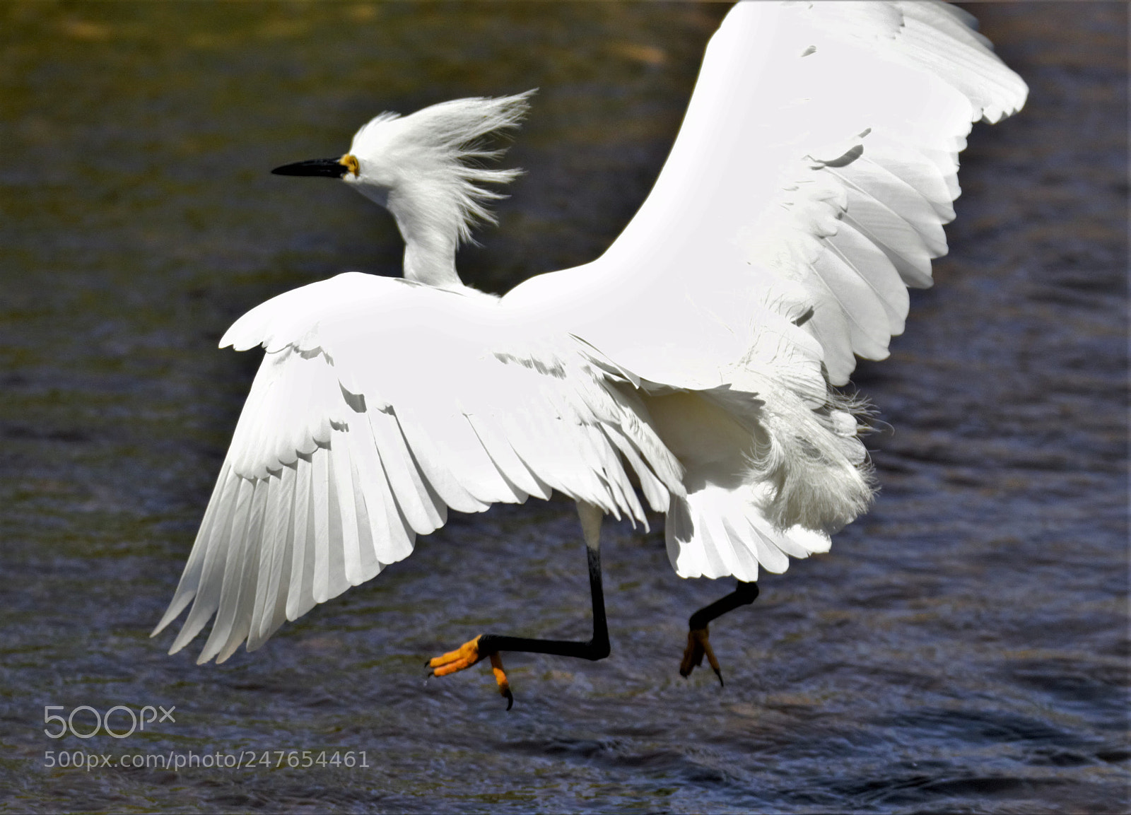 Canon EOS 60D sample photo. Egret landing photography