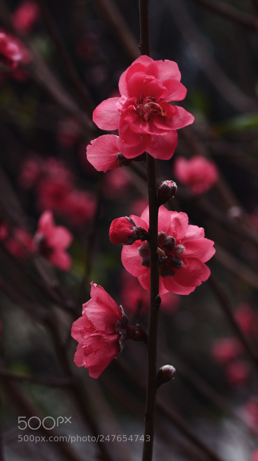 Nikon D7100 sample photo. Untitled photography