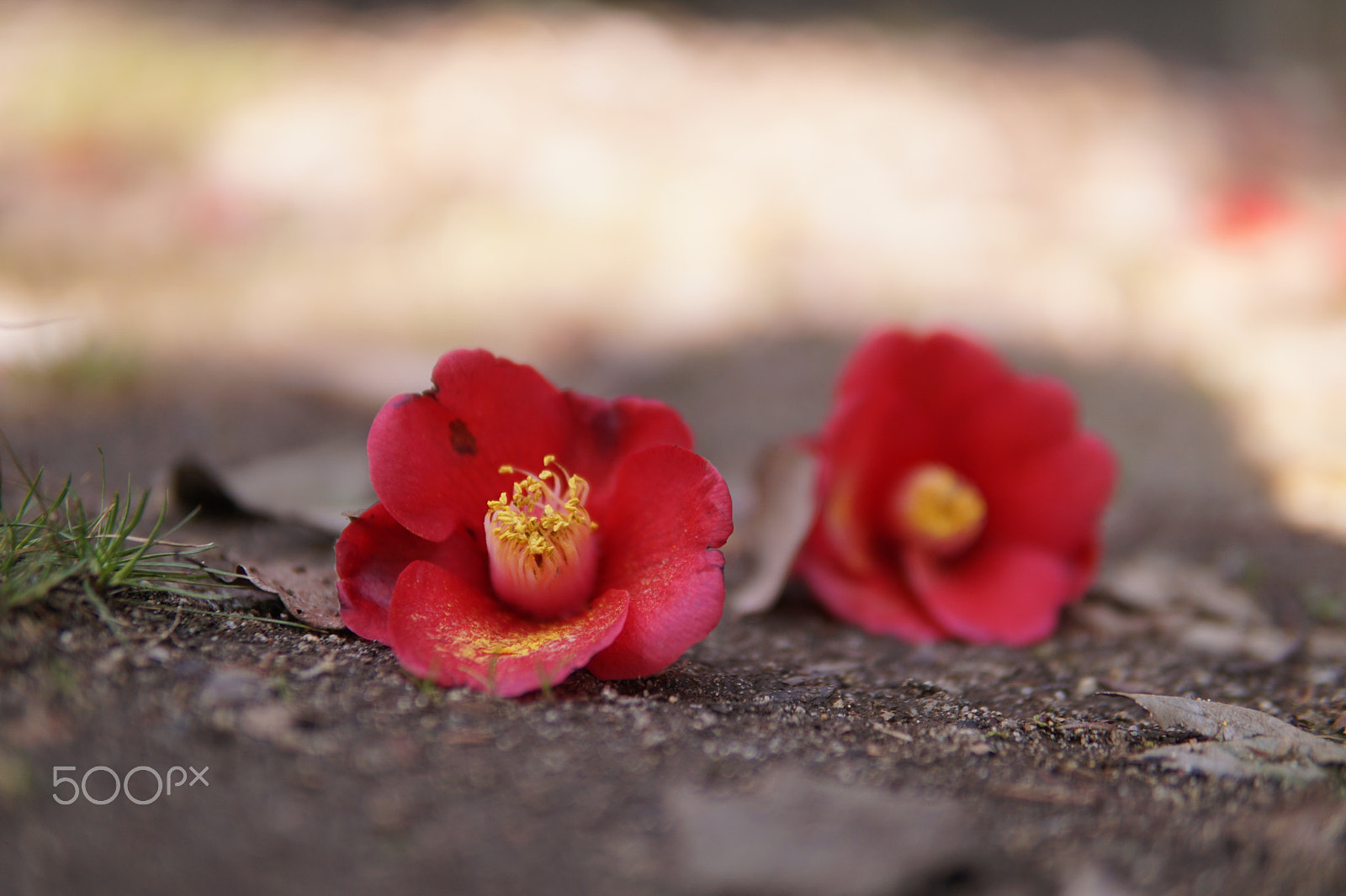 Sony a6000 + Sigma 30mm F1.4 DC DN | C sample photo. 落椿 -ochitsubaki- photography