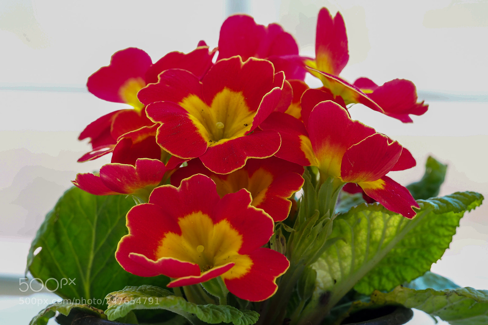 Olympus OM-D E-M1 Mark II sample photo. Olympus digital camera photography