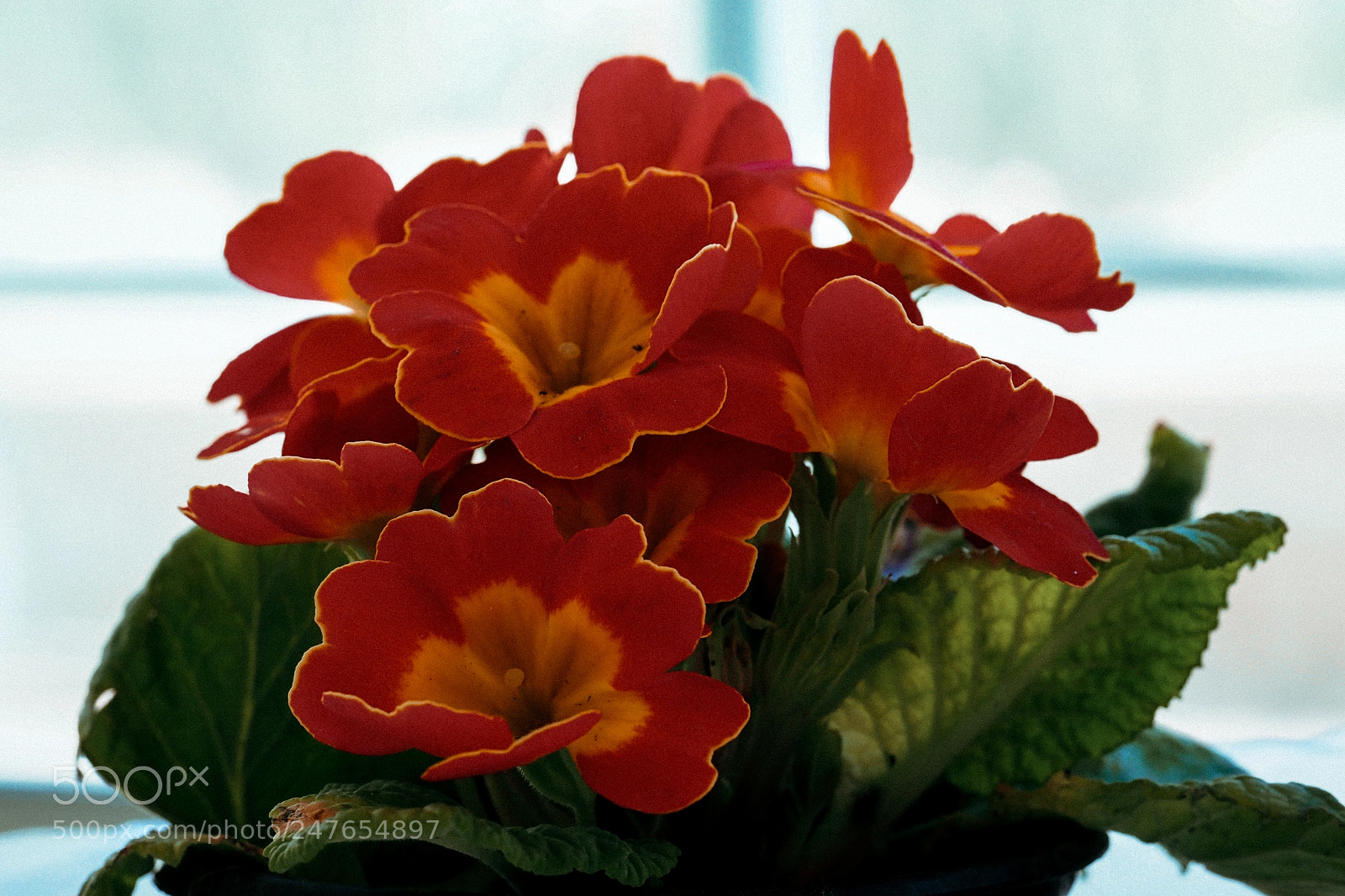 Olympus OM-D E-M1 Mark II sample photo. Olympus digital camera photography