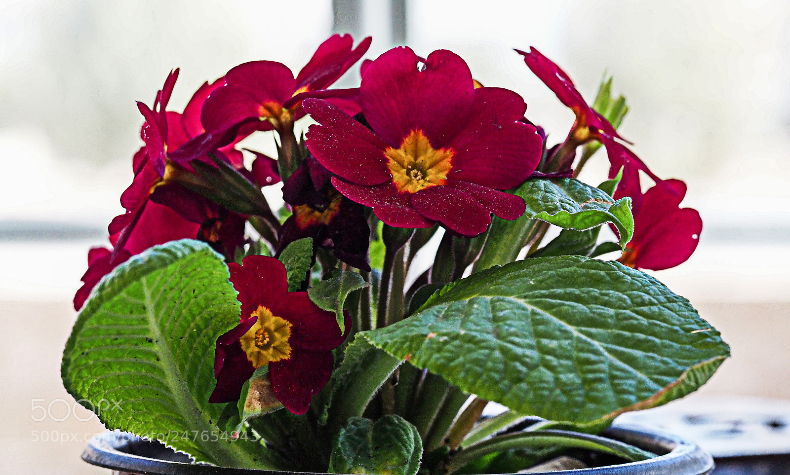 Olympus OM-D E-M1 Mark II sample photo. Olympus digital camera photography