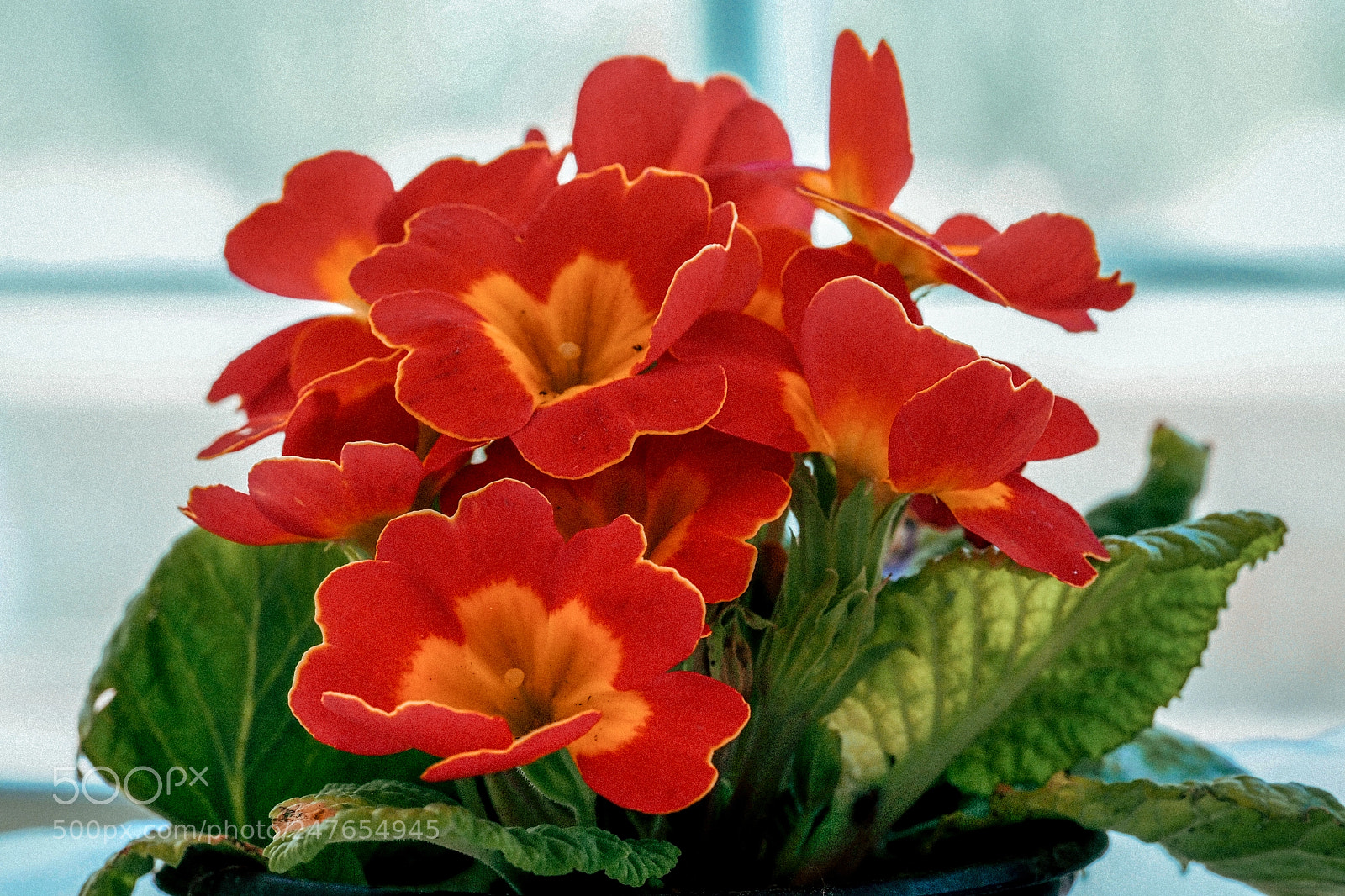 Olympus OM-D E-M1 Mark II sample photo. Olympus digital camera photography