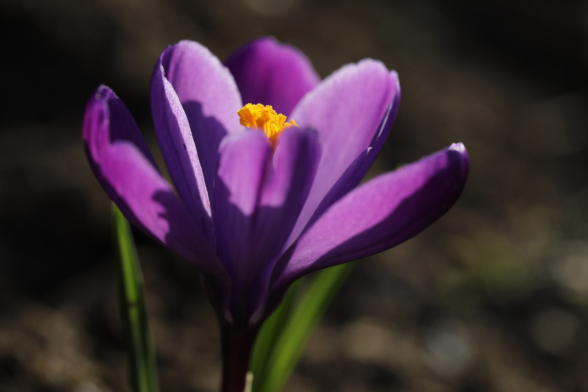 Canon EF 100mm F2.8L Macro IS USM sample photo. Backlight~ photography