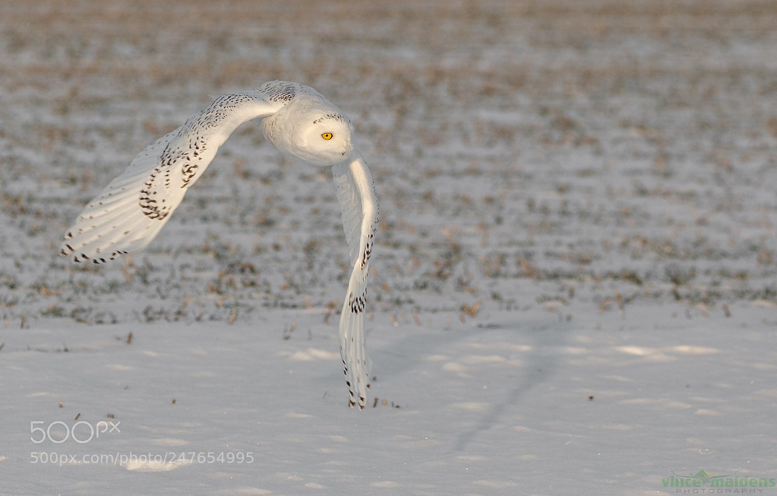 Canon EOS-1D X sample photo. Male owl on the photography