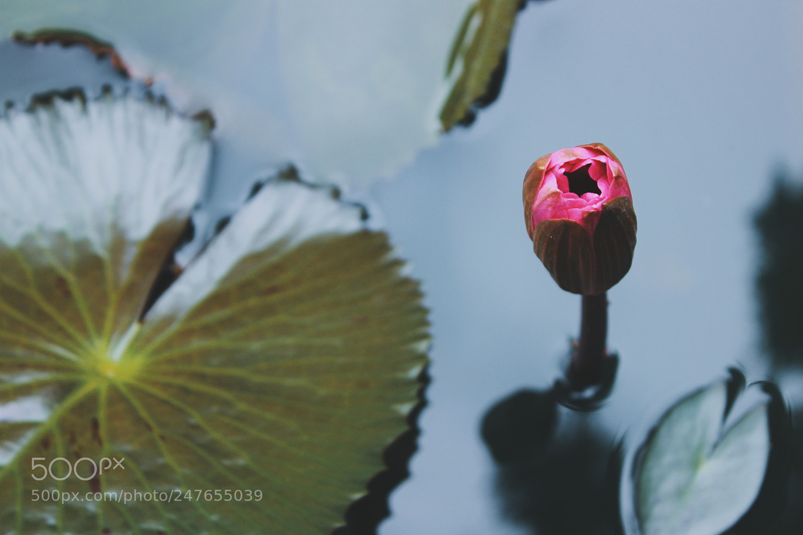 Canon EOS 600D (Rebel EOS T3i / EOS Kiss X5) sample photo. Almost lotus photography