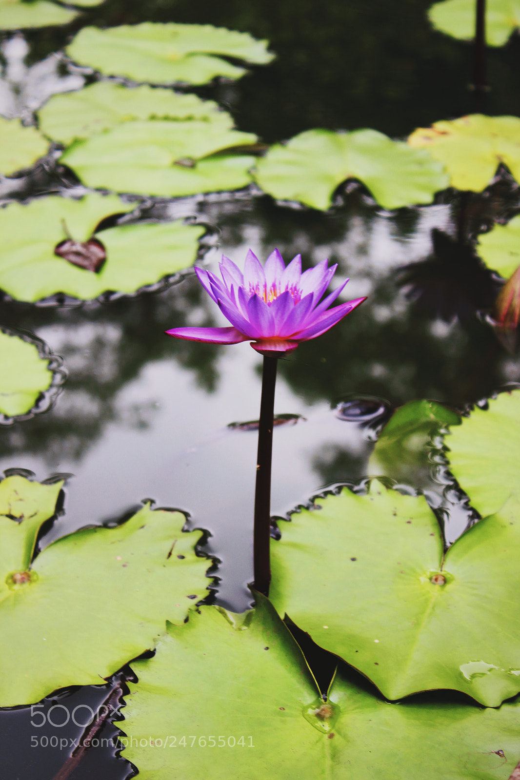 Canon EOS 600D (Rebel EOS T3i / EOS Kiss X5) sample photo. Lotus photography