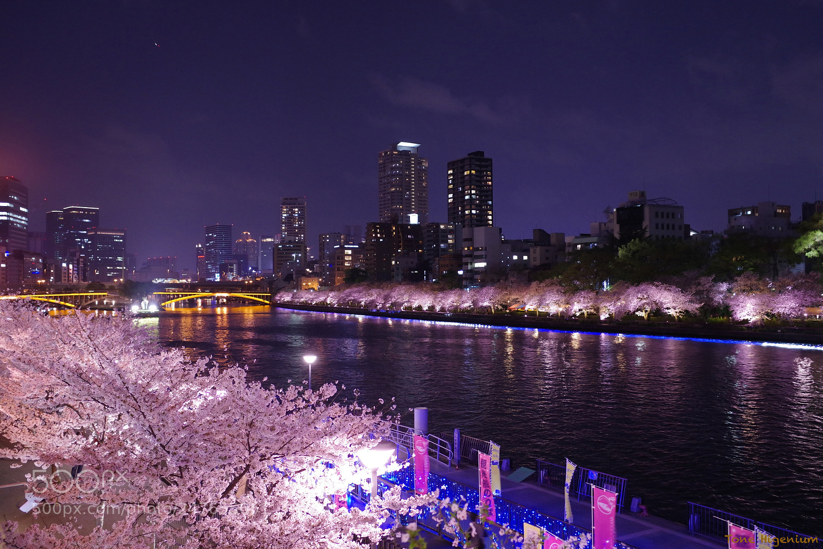 Pentax K-1 sample photo. Cherry blossoms at night photography
